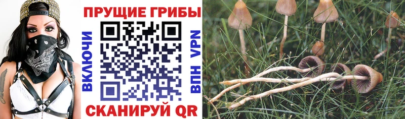 KRAKEN ссылки Эртиль Галлюциногенные грибы Magic Shrooms